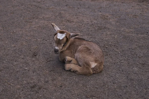 Petit Bébé Chèvre Dans Parc — Photo