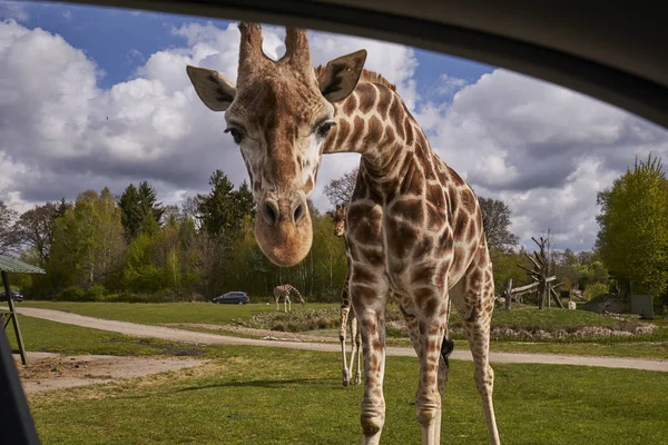 The curious giraffe meets people in the safari park