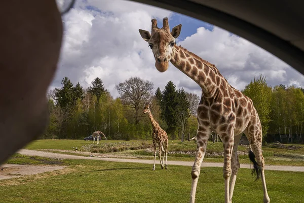 The curious giraffe meets people in the safari park