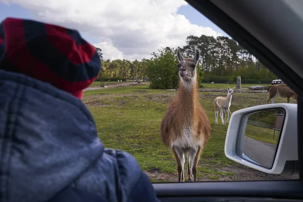 Das Neugierige Lama Trifft Menschen Safaripark Stockfoto