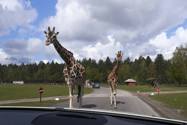 Niedliche Und Neugierige Giraffe Safaripark Stockbild