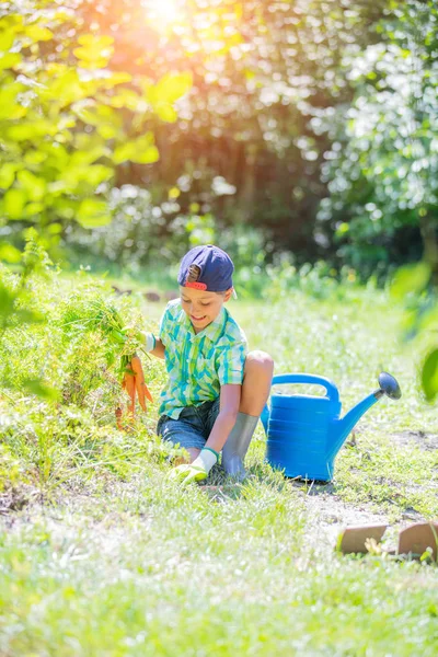 Cute little boy holding a fresh organic carrots in domestic garden. — Stock Photo, Image