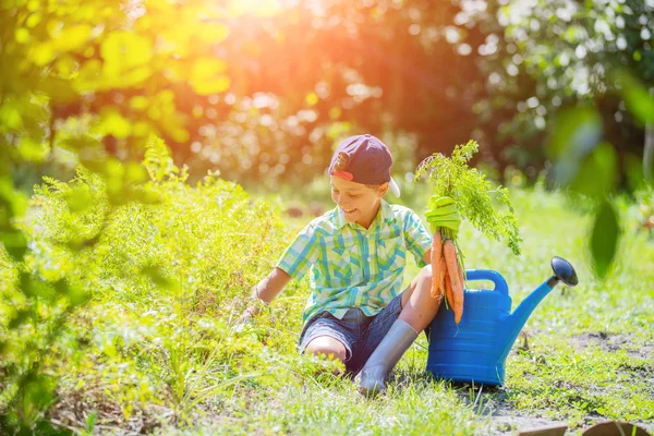 Милый маленький мальчик держит свежую органическую морковку в домашнем саду . — стоковое фото