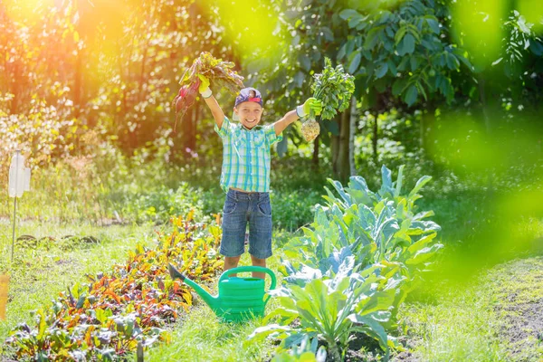 Bonito menino segurando uma cenoura orgânica fresca no jardim doméstico . — Fotografia de Stock
