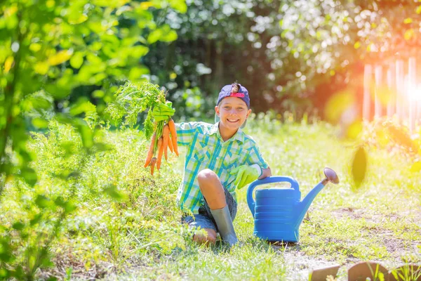 Bonito menino segurando uma cenoura orgânica fresca no jardim doméstico . — Fotografia de Stock