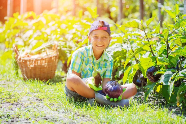 Bonito menino segurando uma berinjela orgânica fresca no jardim doméstico . — Fotografia de Stock