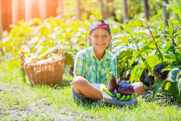 Милый маленький мальчик держит свежий органический баклажан в домашнем саду . — стоковое фото