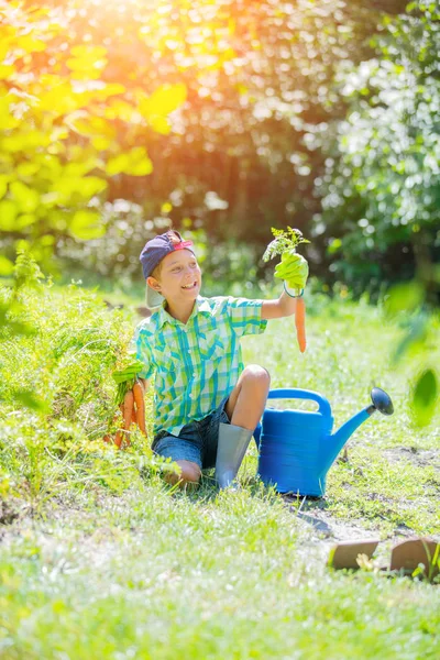 Bonito menino segurando uma cenoura orgânica fresca no jardim doméstico . — Fotografia de Stock