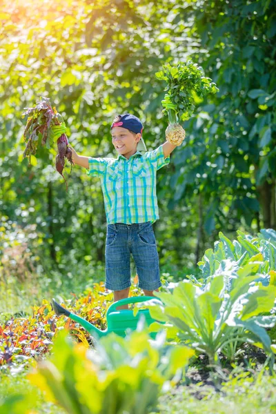 Милый маленький мальчик держит свежие органические овощи в домашнем саду . — стоковое фото