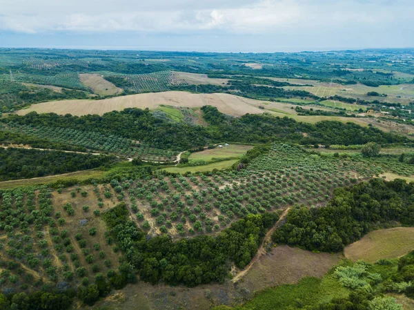 Vista aérea de oliveiras em um campo na Grécia — Fotografia de Stock