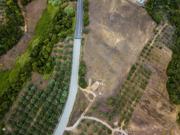 Luchtfoto van olijven bomen op een gebied in Griekenland — Stockfoto