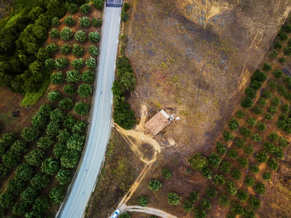 Luchtfoto van olijven bomen op een gebied in Griekenland — Stockfoto