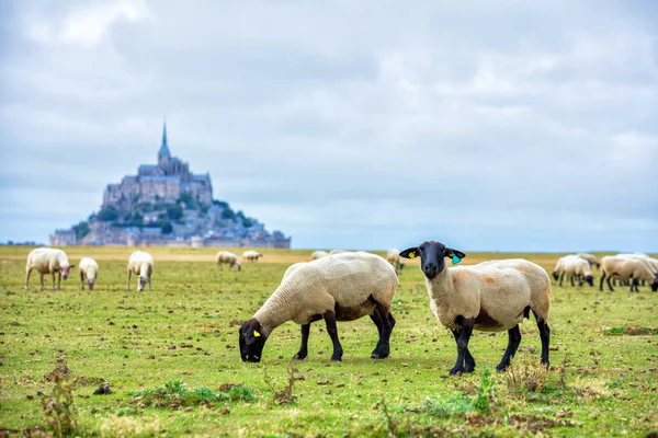 Bela vista do famoso histórico Le Mont Saint-Michel ilha de maré com ovelhas pastando em campos de grama verde fresca em um dia ensolarado, França — Fotografia de Stock