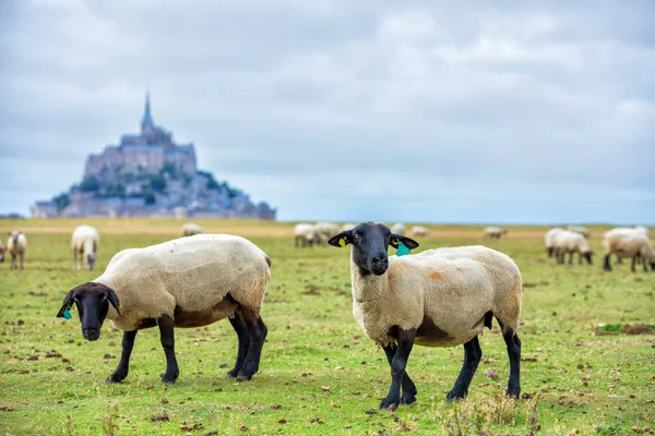 Beautiful view of famous historic Le Mont Saint-Michel tidal island with sheep grazing on fields of fresh green grass on a sunny day, France — Stock Photo, Image