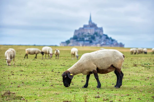 Piękny widok na słynne historyczne wyspa pływowa Le Mont Saint-Michel z owce pasące się na pola z zielonej trawy w słoneczny dzień, Francja — Zdjęcie stockowe