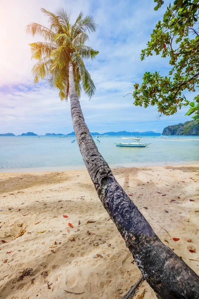 Palmiye ve turkuaz deniz tatil tropikal kumlu plaj. — Stok fotoğraf