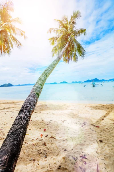 Palmiye ve turkuaz deniz tatil tropikal kumlu plaj. — Stok fotoğraf