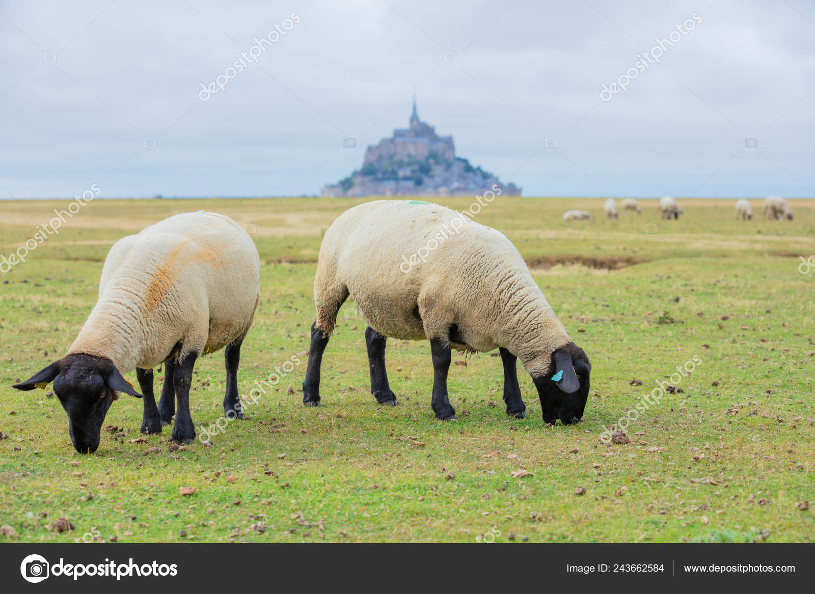 Beautiful view of famous historic Le Mont Saint-Michel tidal island with  sheep grazing on fields of fresh green grass on a sunny day, France Stock  Photo by ©mac_sim 243662584
