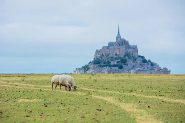 Krásný výhled na slavné historické Le Mont Saint-Michel odlivového ostrova s ovcí pasoucích se na polích čerstvé zelené trávy za slunečného dne, Francie — Stock fotografie