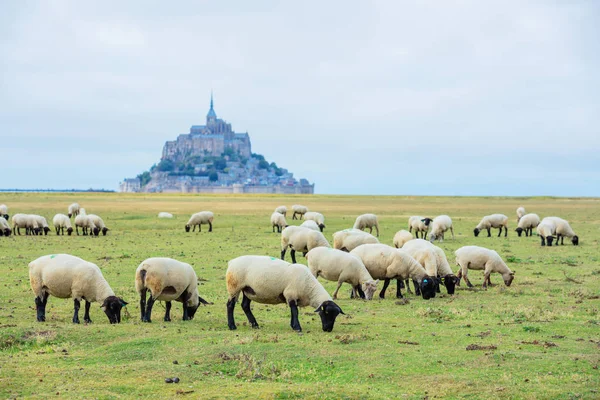 Krásný výhled na slavné historické Le Mont Saint-Michel odlivového ostrova s ovcí pasoucích se na polích čerstvé zelené trávy za slunečného dne, Francie — Stock fotografie