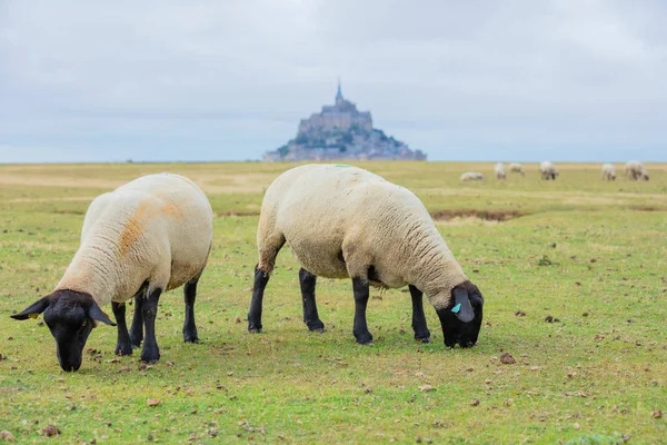 Beautiful view of famous historic Le Mont Saint-Michel tidal island with sheep pastzing on fields of fresh green grass on a sunny day, France — стоковое фото