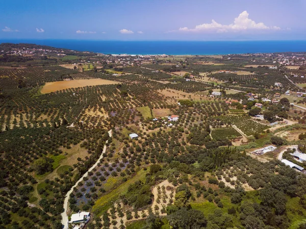 Veduta aerea degli ulivi in un campo in Grecia — Foto Stock