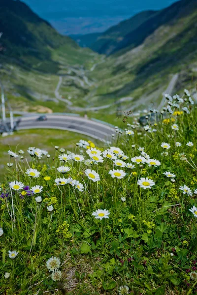 Transfagarasan pasar en verano. Cruzando montañas Cárpatas en Rumania, Transfagarasan es uno de los caminos de montaña más espectaculares del mundo. Enfoque en flores — Foto de Stock