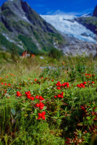 Cowberry close-up com geleira e fundo de montanhas verdes. Paisagem norueguesa. Noruega — Fotografia de Stock