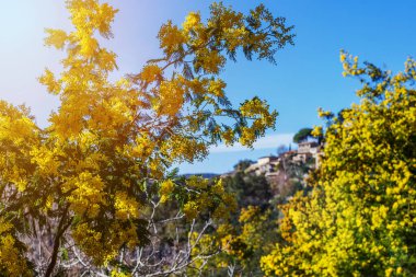 Bormes-les-Mimosas köyünün panoramik manzarası. Önplanda çiçek açan Mimosa ağaçları.