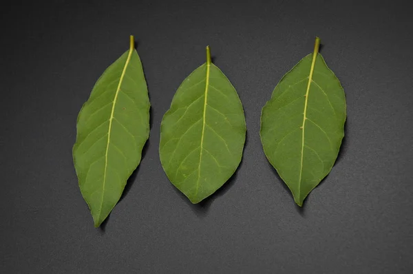 Bay leaf very fresh aromatic. Fresh herbs and spices. — Stock Photo, Image