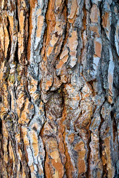 茶色の古い松の樹皮のテクスチャの詳細 背景オークの樹皮のテクスチャを閉じる — ストック写真