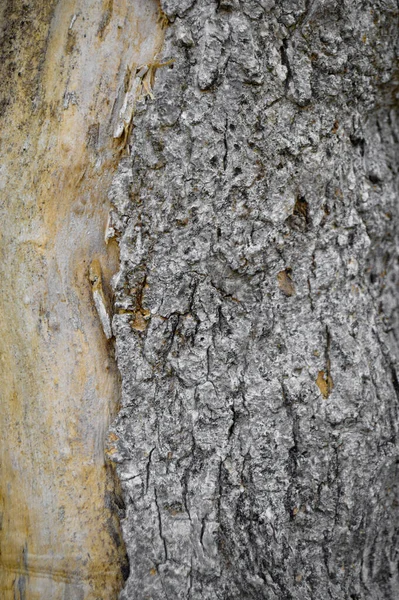 Alte Baumrinde Textur Detail Hintergrund Rinde Textur Nahaufnahme — Stockfoto