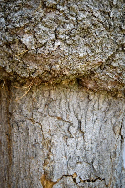 Velha Árvore Casca Textura Detalhe Fundo Casca Textura Close — Fotografia de Stock