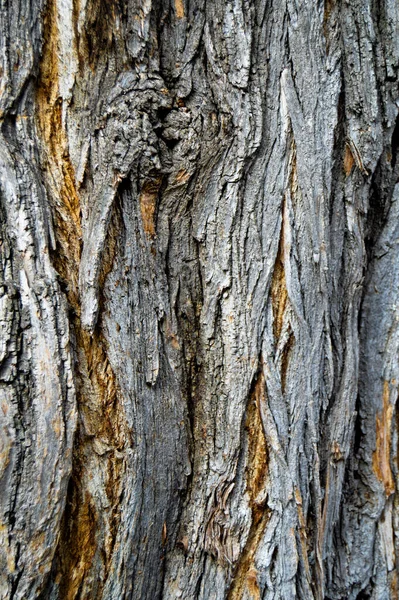 茶色の古いアカシアの樹皮のテクスチャの詳細 背景オークの樹皮のテクスチャを閉じる — ストック写真