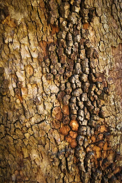 棕色老橡木树皮质感细节 背景橡木树皮质感闭合 — 图库照片