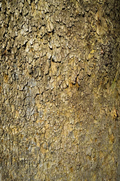 Antiguo Detalle Textura Corteza Árbol Textura Corteza Fondo Cerca — Foto de Stock