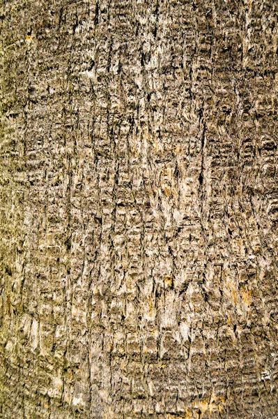 茶色の古いヤシの樹皮のテクスチャの詳細 背景オークの樹皮のテクスチャを閉じる — ストック写真