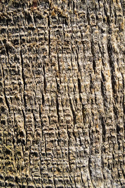 Bruine Oude Palmschors Textuur Detail Achtergrond Eiken Schors Textuur Close — Stockfoto