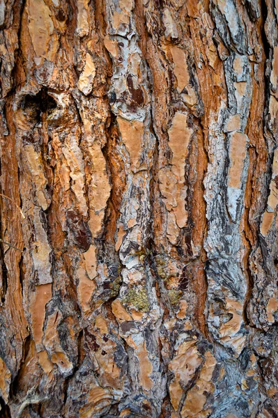 茶色の古い松の樹皮のテクスチャの詳細 背景オークの樹皮のテクスチャを閉じる — ストック写真