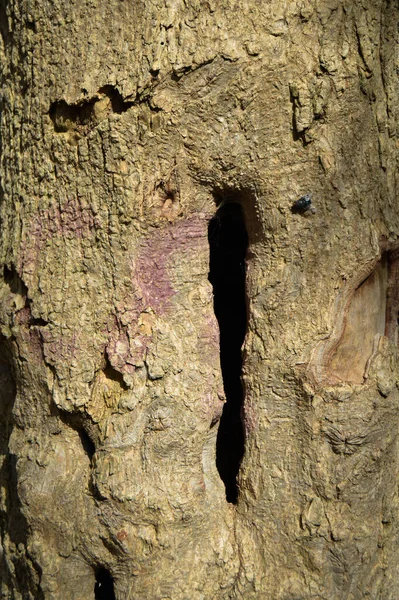 Old Tree Bark Texture Detail Background Bark Texture Close — Stock Photo, Image