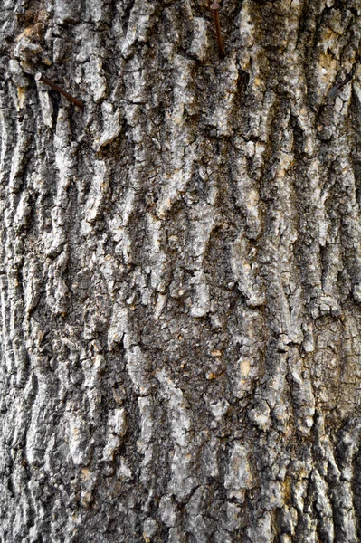 古い木の樹皮のテクスチャの詳細 背景の樹皮のテクスチャを閉じる — ストック写真