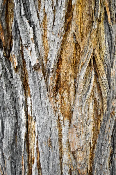 茶色の古いアカシアの樹皮のテクスチャの詳細 背景オークの樹皮のテクスチャを閉じる — ストック写真