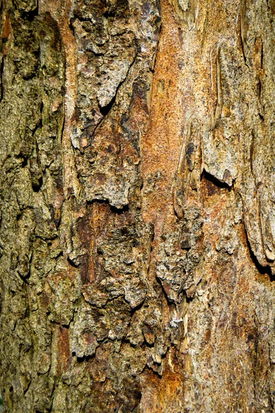 Antiguo Detalle Textura Corteza Árbol Textura Corteza Fondo Cerca — Foto de Stock