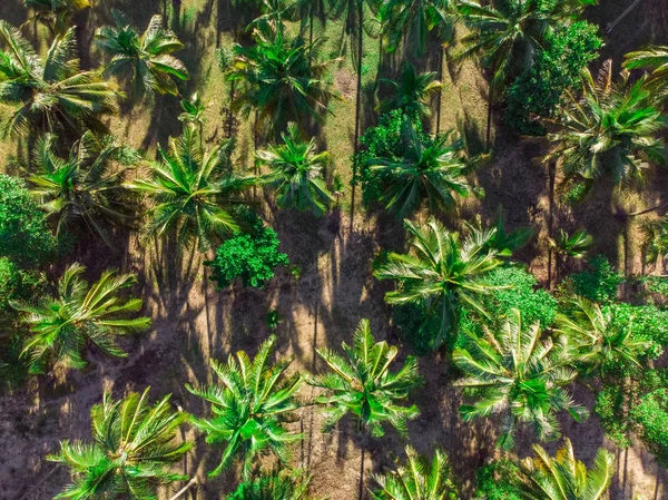 Widok z lotu ptaka plantacji drzewa palmowego — Zdjęcie stockowe