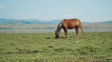 Arka plan üzerinde güzel manzara ile kahverengi at