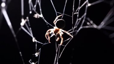 Makro bir web örümcek spin