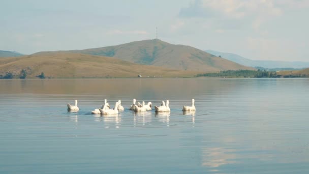 Familie de gâște cu goslings înot în lac în Rusia — Videoclip de stoc