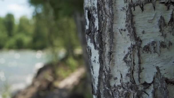 Indah pohon birch dekat danau di hutan musim panas — Stok Video