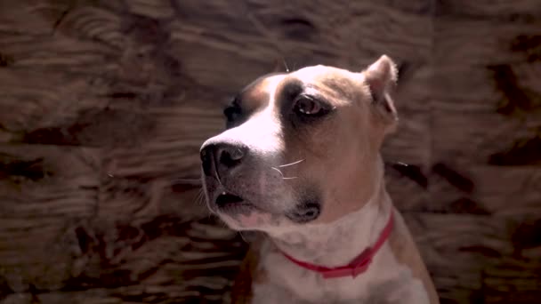 Amerikanischer Staffordshire Terrier — Stockvideo
