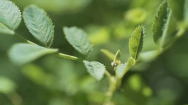 Makro görünümü seçici odak rüzgarda sallanan bırakır